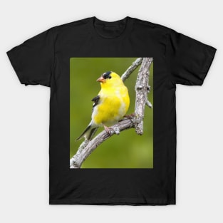 American Goldfinch2 T-Shirt